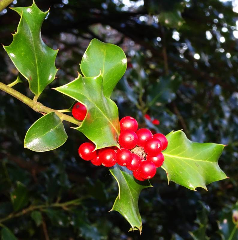 Corfu Trail: Ilex aquifolium Corfu Trail: Ilex aquifolium