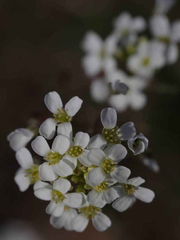 Corfu Trail: Cardamine graeca Corfu Trail: Cardamine graeca