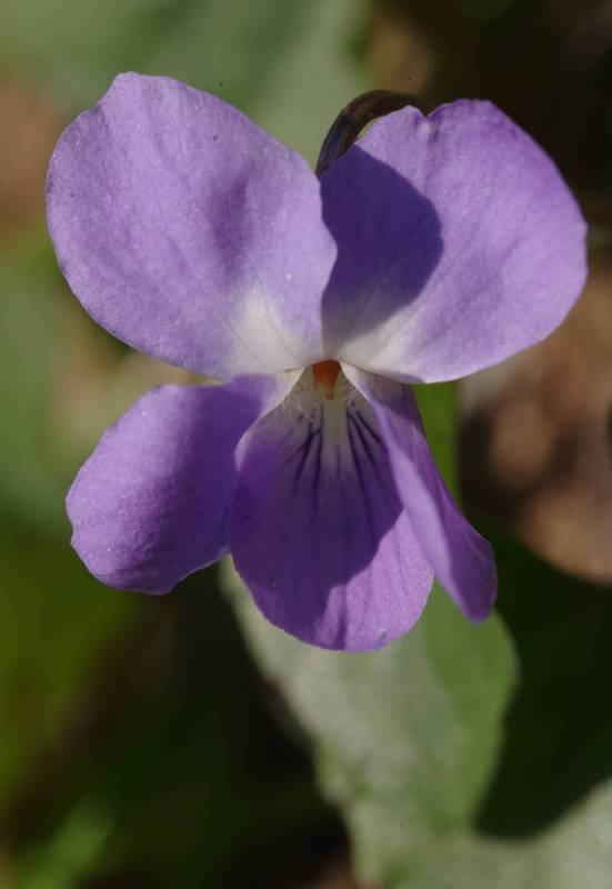 Corfu Trail: Viola odorata Corfu Trail: Viola odorata