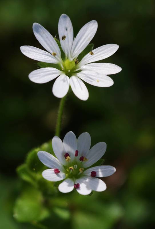 Corfu Trail: Stellaria cupaniana Corfu Trail: Stellaria cupaniana