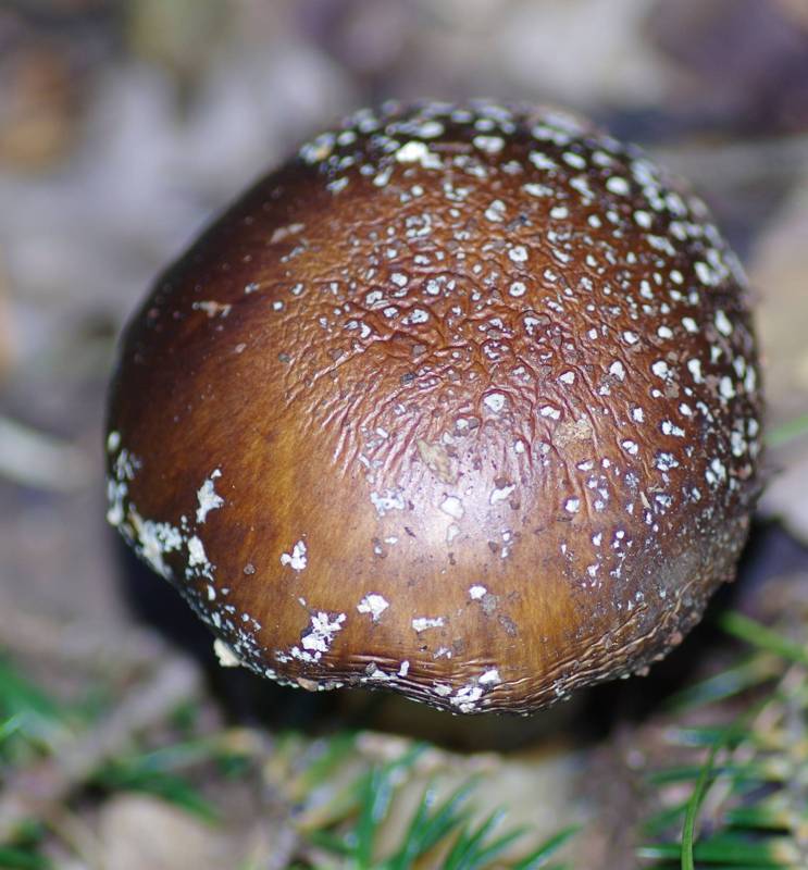 Corfu Trai: Amanita pantherina Corfu Trai: Amanita pantherina