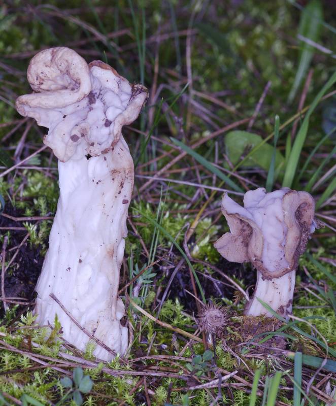 Corfu Trai: Helvella crispa Corfu Trai: Helvella crispa
