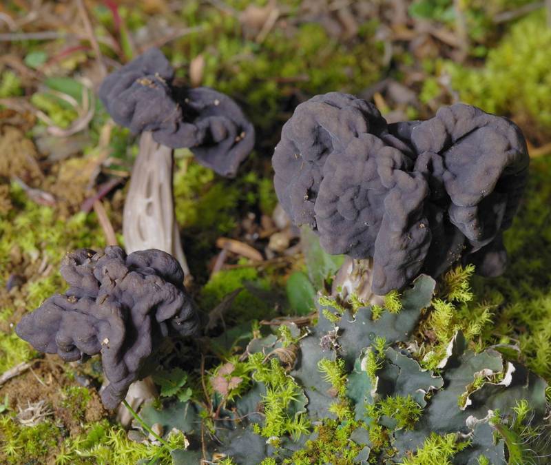 Corfu Trai: Helvella lacunosa Corfu Trai: Helvella lacunosa