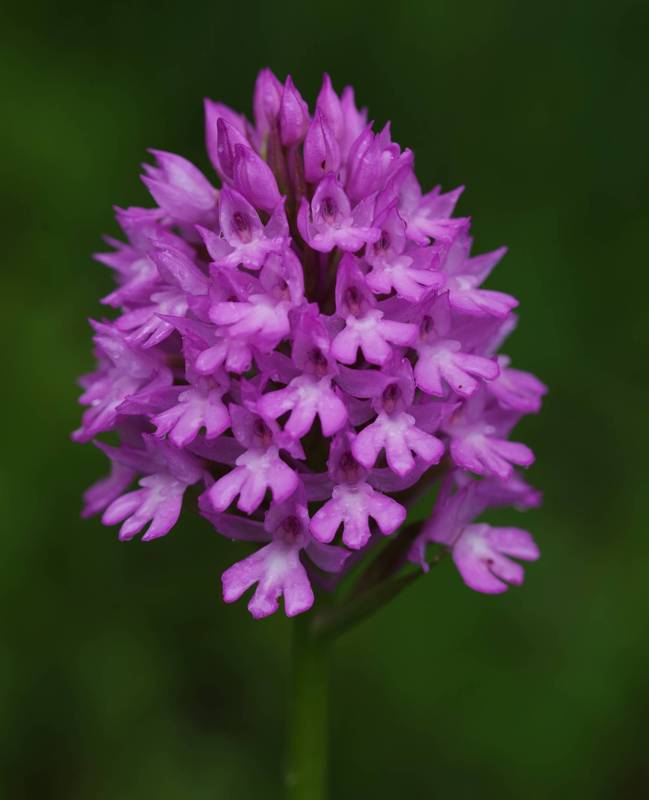Corfu Trail: Anacamptis pyramidalis Corfu Trail: Anacamptis pyramidalis