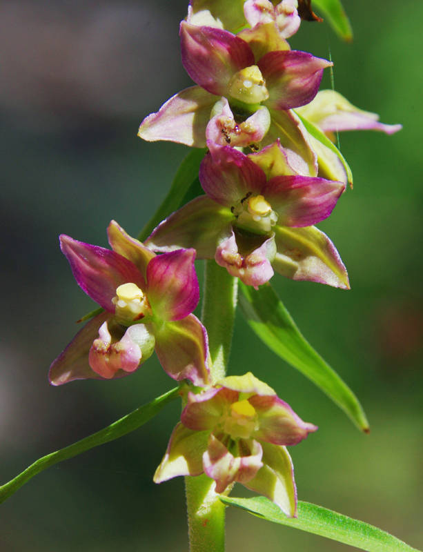 Όλυμπος - 60 διαδρομές: Epipactis atrorubens Όλυμπος - 60 διαδρομές