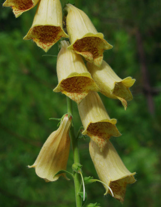 Όλυμπος - 60 διαδρομές: Digitalis laevigata subsp. graeca Όλυμπος - 60 διαδρομές