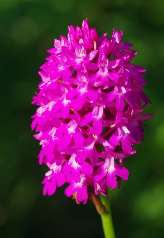 Όλυμπος - 60 διαδρομές: Anacamptis pyramidalis Όλυμπος - 60 διαδρομές