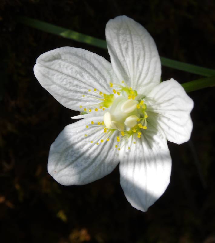Όλυμπος - 60 διαδρομές: Parnassia palustris Όλυμπος - 60 διαδρομές