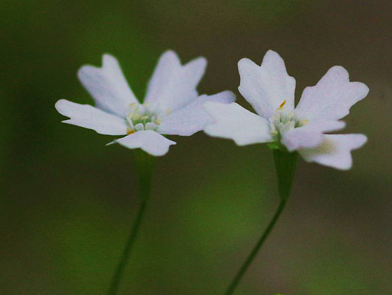Όλυμπος - 60 διαδρομές: Heliosperma pusillum subsp. chromodontum Όλυμπος - 60 διαδρομές