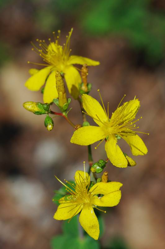 Όλυμπος topoguide: Hypericum vesiculosum Όλυμπος topoguide