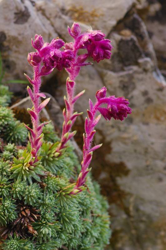 Όλυμπος - 60 διαδρομές: Saxifraga sempervivum Όλυμπος - 60 διαδρομές