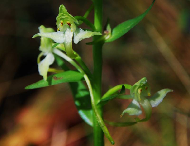 Όλυμπος - 60 διαδρομές: Η ασυνήθιστη Platantera chlorantha Όλυμπος - 60 διαδρομές