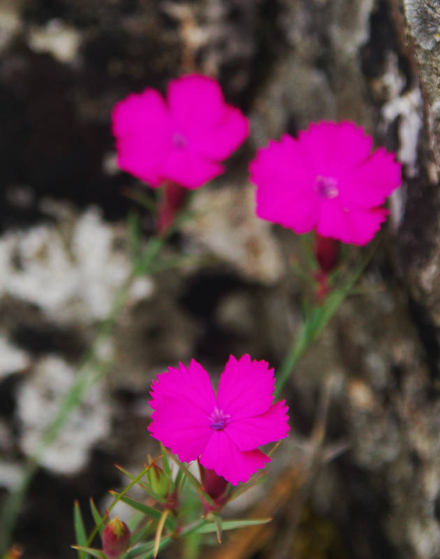Όλυμπος - 60 διαδρομές: Τα λαμπερά άνθη του Dianthus haematocalyx ssp. haematocalyx φωτίζουν τα βράχια της ράχης Όλυμπος - 60 διαδρομές