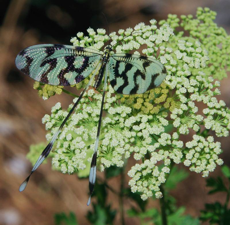 Στιγμές από την πλούσια φύση του Ενιπέα: Nemoptera sinuata Όλυμπος - 60 διαδρομές