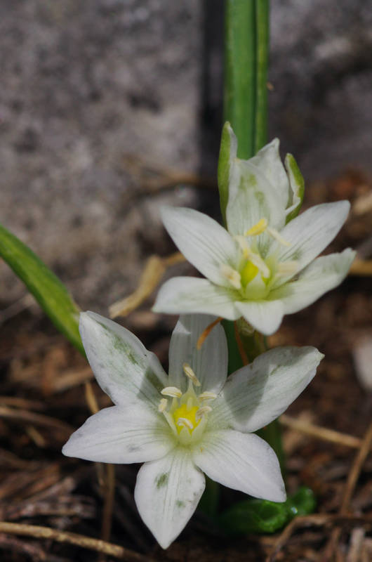 Όλυμπος - 60 διαδρομές: Ornithogalum montanum Όλυμπος - 60 διαδρομές