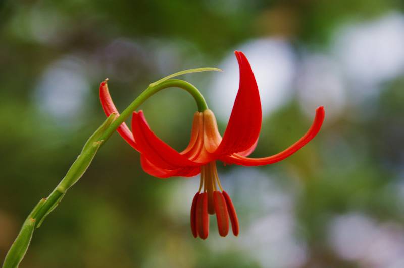 Όλυμπος - 60 διαδρομές: Lilium chalcedonicum, ευρύτατα διαδεδομένο και πανέμορφο λουλούδι του Ολύμπου Όλυμπος - 60 διαδρομές
