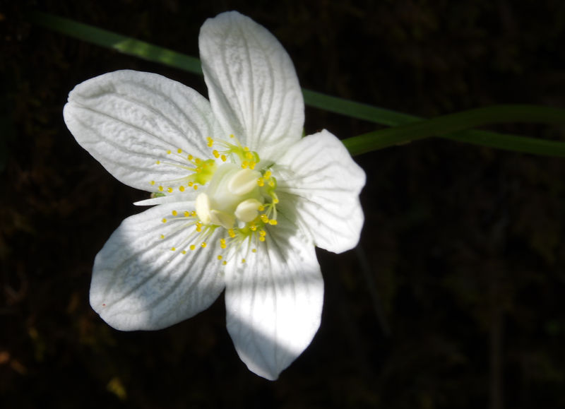 Όλυμπος - 60 διαδρομές: Parnassia_palustris Όλυμπος - 60 διαδρομές