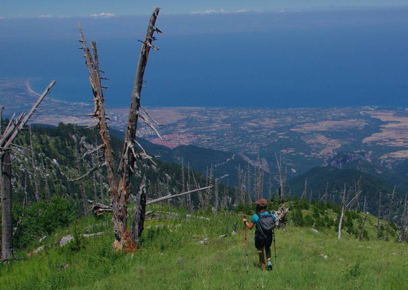 Όλυμπος topoguide: Ατενίζοντας το καμμένο δάσος ρόμπολων Όλυμπος topoguide