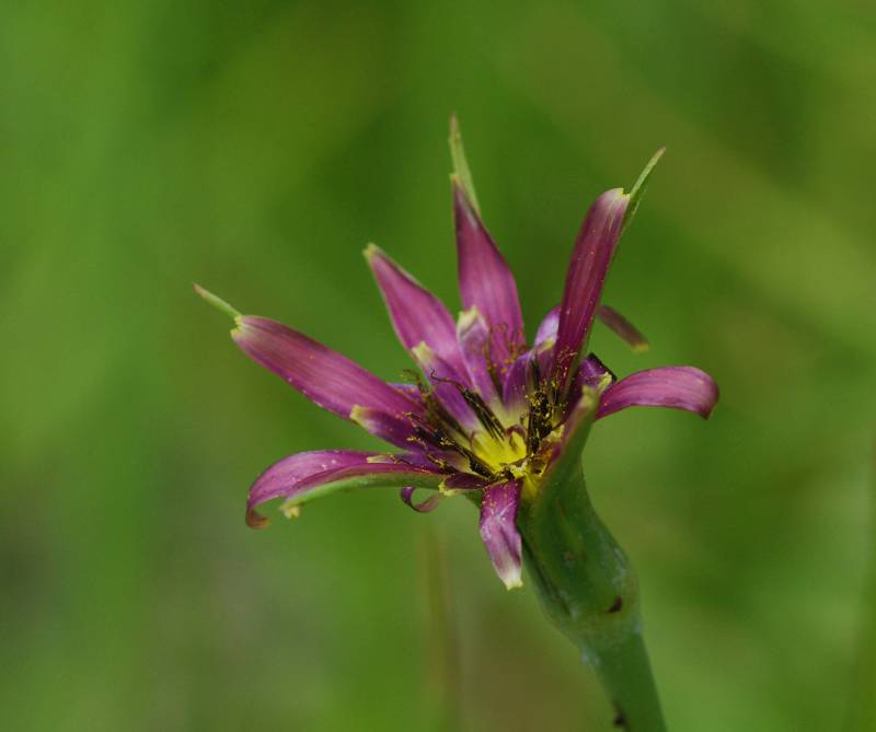 Όλυμπος - 60 διαδρομές: Tragopogon balcanicus, ένα είδος με βαλκανική κατανομή Όλυμπος - 60 διαδρομές