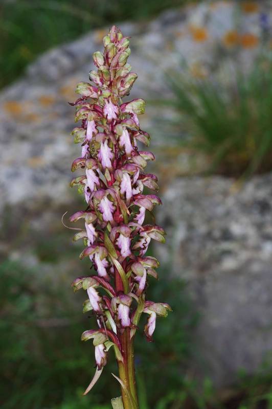 Himantoglossum robertianum Flora of Kefalonia