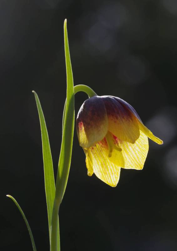 Hydra topoGuide: Fritillaria rhodocanakis Hydra topoGuide: Fritillaria rhodocanakis