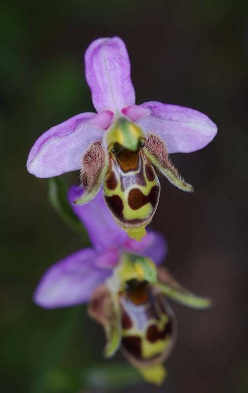 Hydra topoGuide: Ophrys oestrifera Hydra topoGuide: Ophrys oestrifera