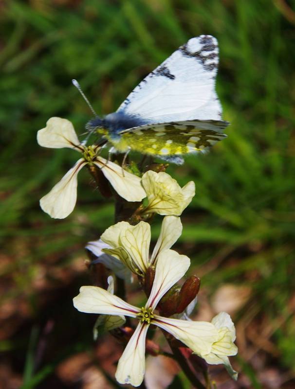 Γεράνεια topoguide: Euchloe ausonia Γεράνεια topoguide