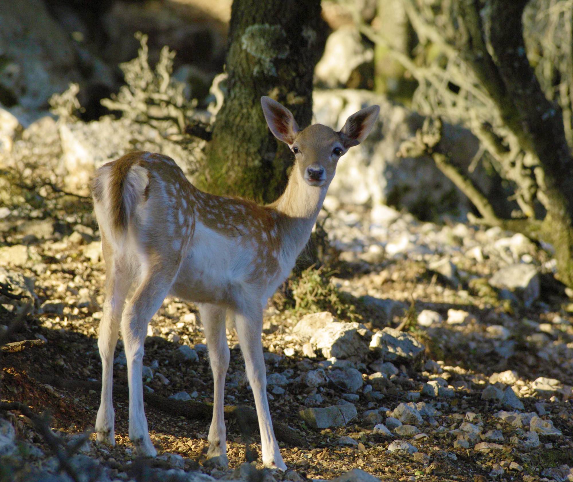 Zagori topoGuide: Roe deer Zagori topoGuide