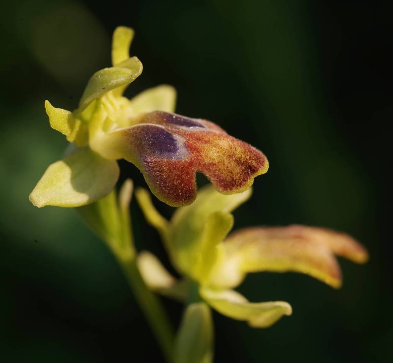 Menalon Trail topoguide: Ophrys fusca Menalon Trail topoGuide