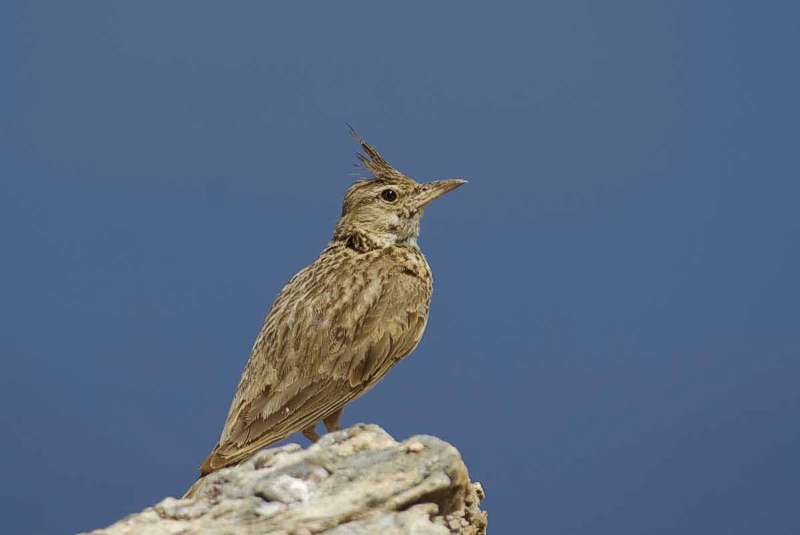Menalon Trail topoguide: Κατσουλιέρης Menalon Trail topoguide