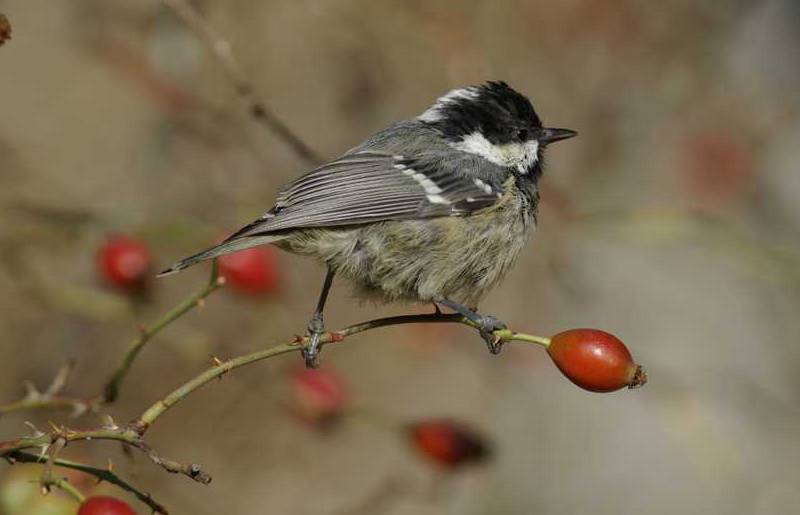 Menalon Trail topoguide: Periparus ater Menalon Trail topoguide