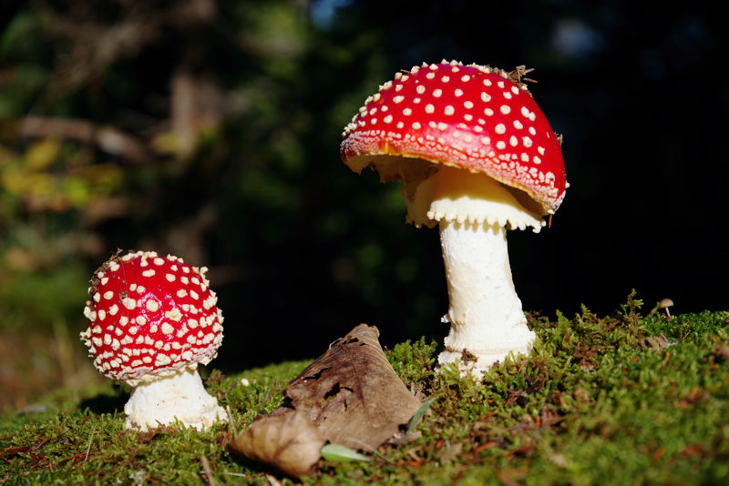 Menalon Trail: Amanita muscaria Menalon Trail topoguide