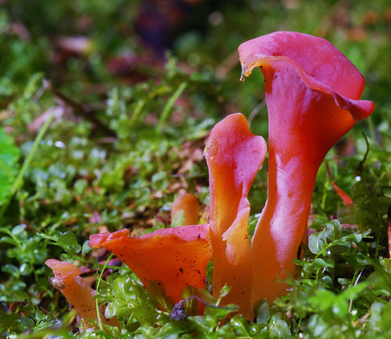 Menalon Trail: Guepinia helvelloides Menalon Trail topoguide