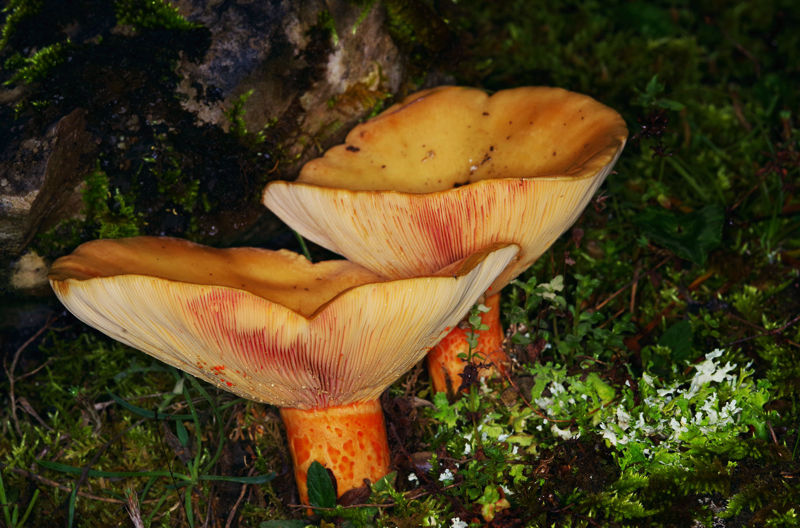 Menalon Trail: Lactarius salmonicolor Menalon Trail topoguide