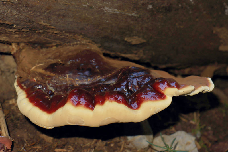 Menalon Trail: Ganoderma carnosum Menalon Trail topoguide