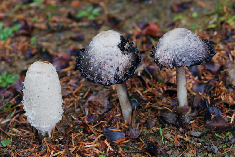 Menalon Trail: Coprinus comatus Menalon Trail topoguide