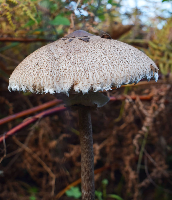 Menalon Trail: Macrolepiota procera Menalon Trail topoguide