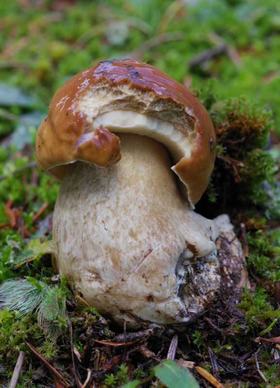 Menalon Trail: Boletus edulis Menalon Trail topoguide
