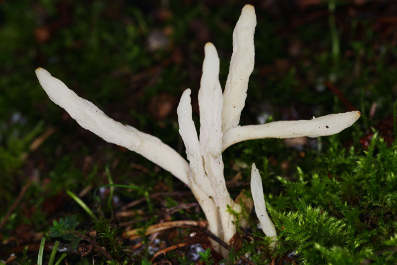 Menalon Trail: Clavaria vermicularis Menalon Trail topoguide