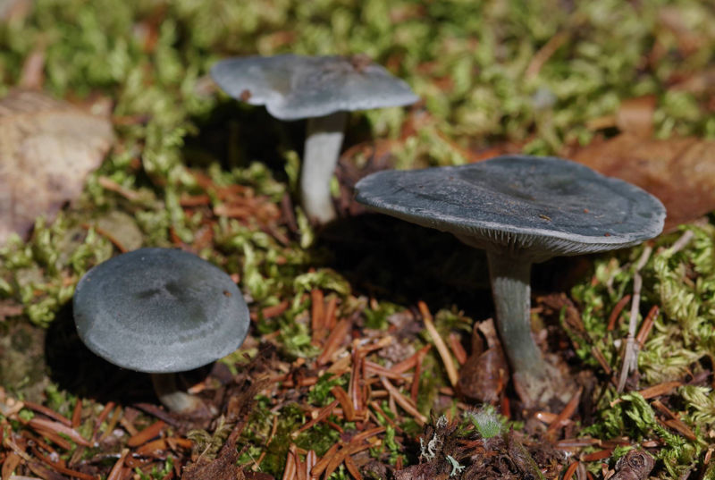 Menalon Trail: Clitocybe odora Menalon Trail topoguide