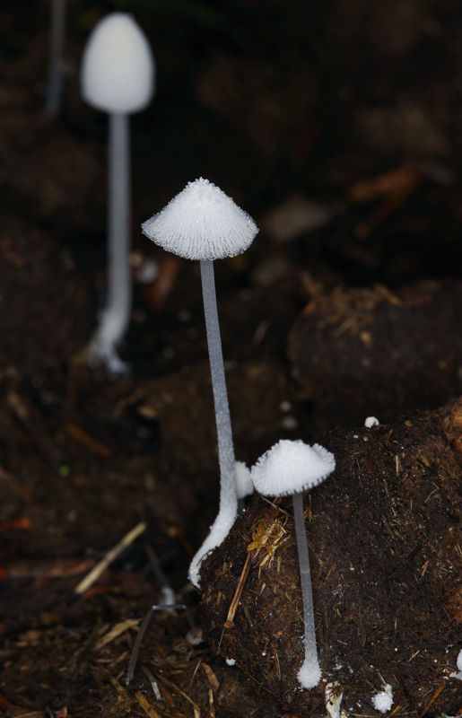 Menalon Trail: Coprinellus niveus Menalon Trail topoguide