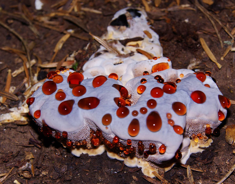 Menalon Trail: Hydnellum peckii Menalon Trail topoguide