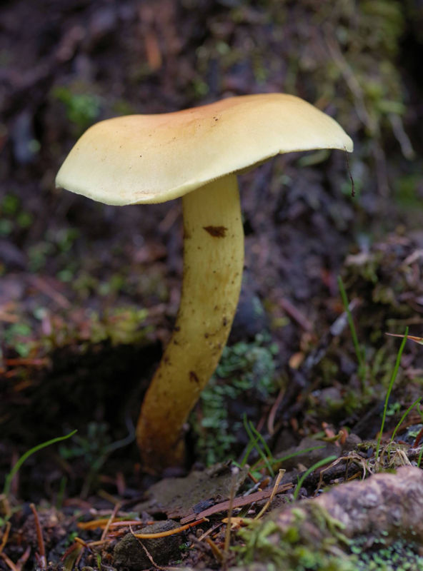 Menalon Trail: Hypholoma fasciculare Menalon Trail topoguide