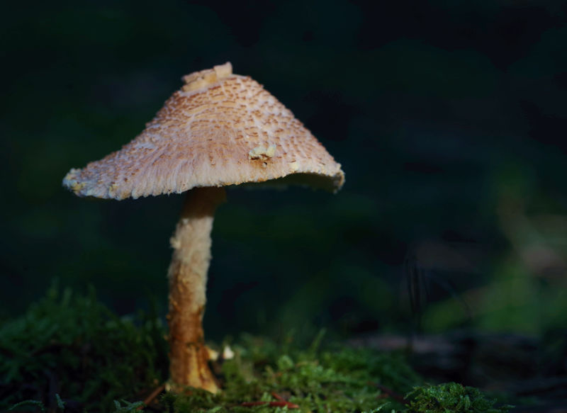 Menalon Trail: Lepiota clypeolaria Menalon Trail topoguide