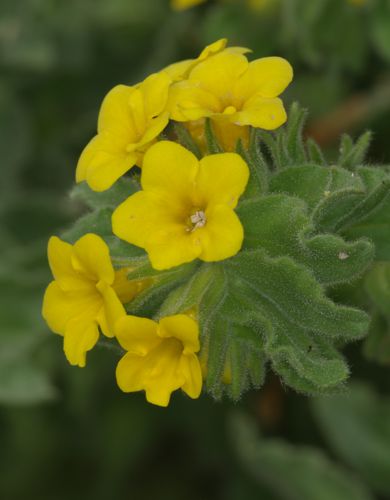 Alkanna orientalis Μικρή Πελοπόννησος topoguide