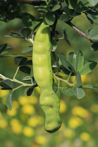Anagyris foetida Μικρή Πελοπόννησος topoguide
