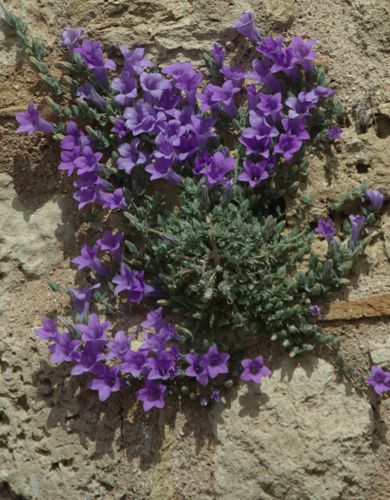Campanula andrewsii Μικρή Πελοπόννησος topoguide