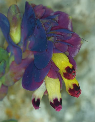 Cerinthe retorta Μικρή Πελοπόννησος topoguide