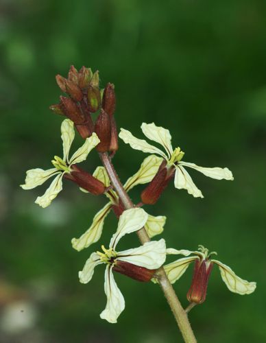Eruca vesicaria Μικρή Πελοπόννησος topoguide