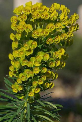 Euphorbia characias Μικρή Πελοπόννησος topoguide